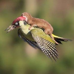 Meet your Posher, Sam